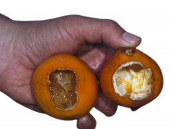 May contain: food, fruit, plant, produce, citrus fruit, and orange