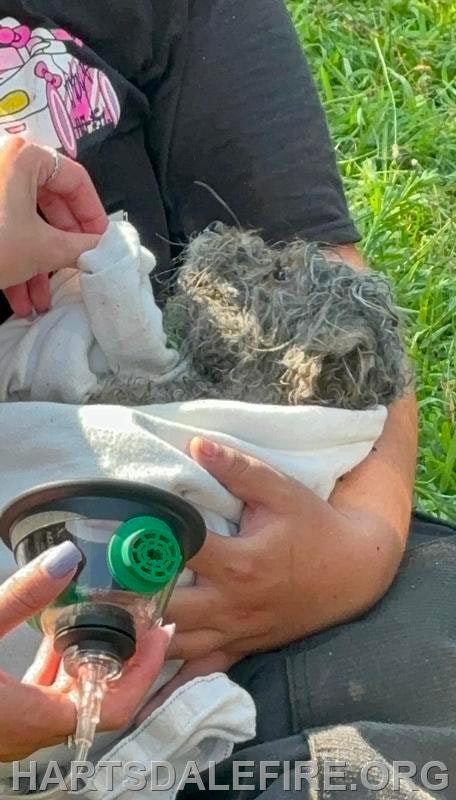 A person is holding a small, furry animal receiving oxygen through a mask, showing a caring response to its distress.