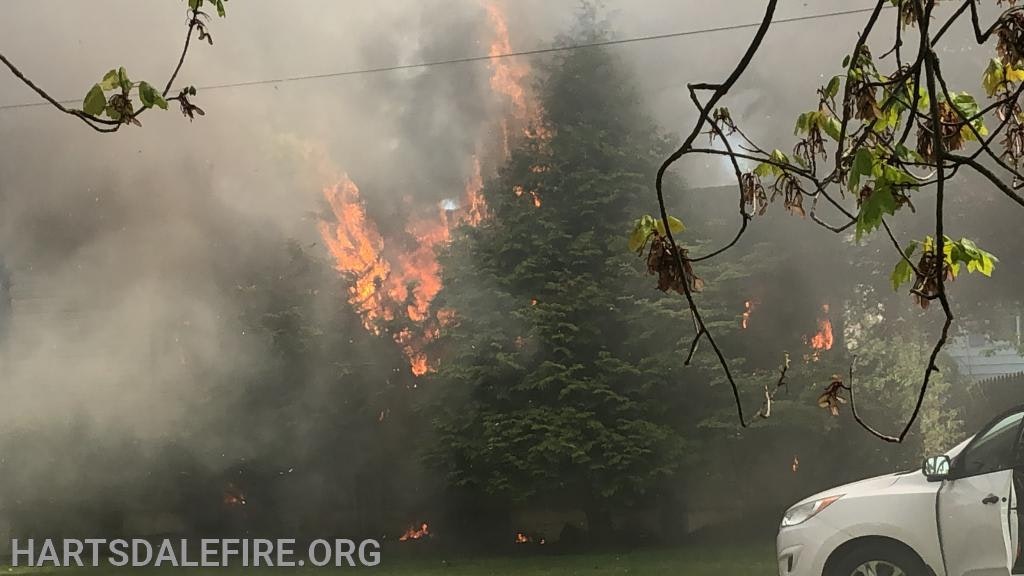 Trees engulfed in flames with smoke, partially obscured white car, and branches in the foreground.