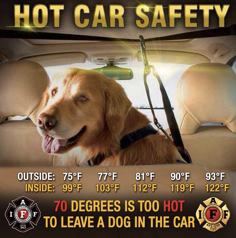 Dog in car warning about heat dangers: 70°F outside can reach dangerous levels inside.