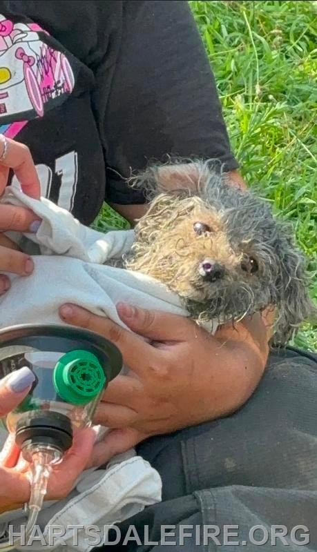 A person is holding a small, distressed dog wrapped in a blanket, using an oxygen mask on it.