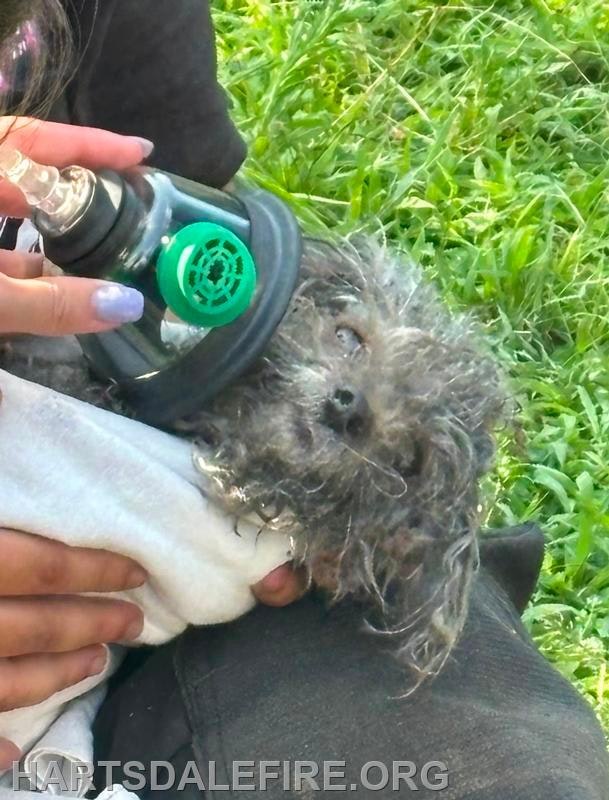 A small, furry dog is receiving oxygen through a mask, held by a person, in a grassy outdoor setting.