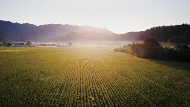 A serene field with rows of crops, mist, and a sunrise casting a golden glow over a mountainous backdrop.
