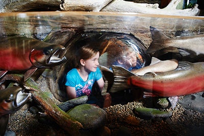 May contain: coho, fish, sea life, animal, and person