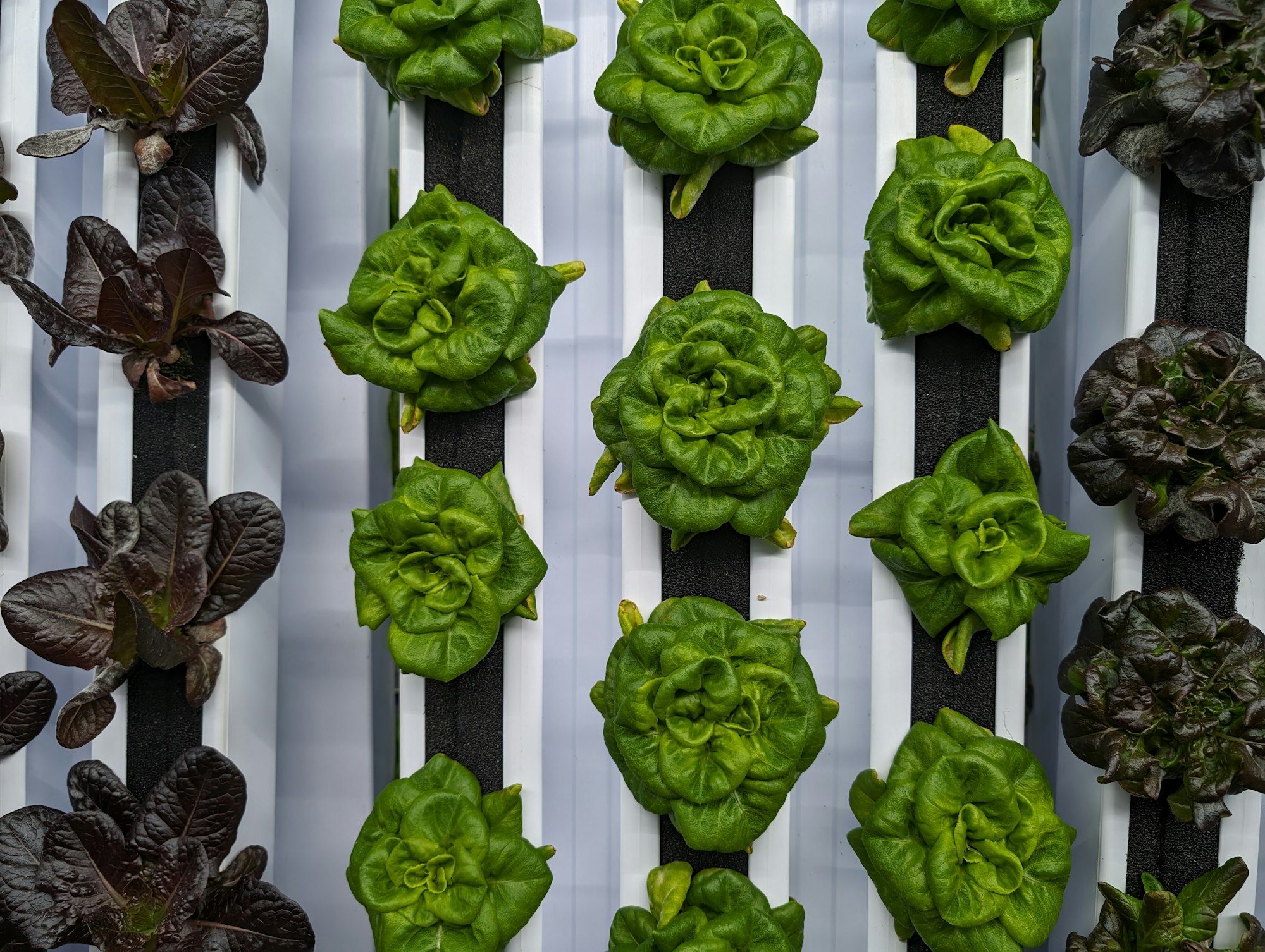 Hydroponically grown lettuces.