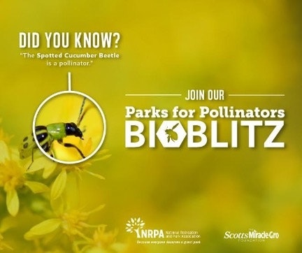 Graphic for Bioblitz: Parks for Pollinators