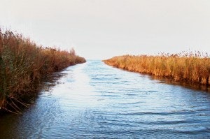 A narrow waterway flanked by tall reeds under a pale sky.