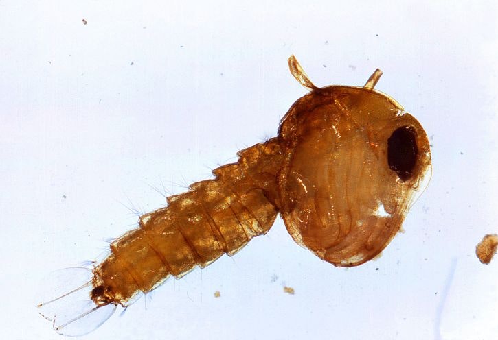 Pupae