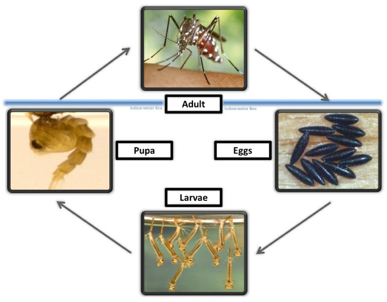 Mosquito Life Cycle Image