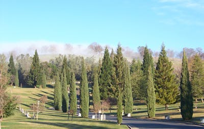 May contain: vegetation, plant, tree, land, forest, woodland, outdoors, nature, grove, grass, fir, and abies