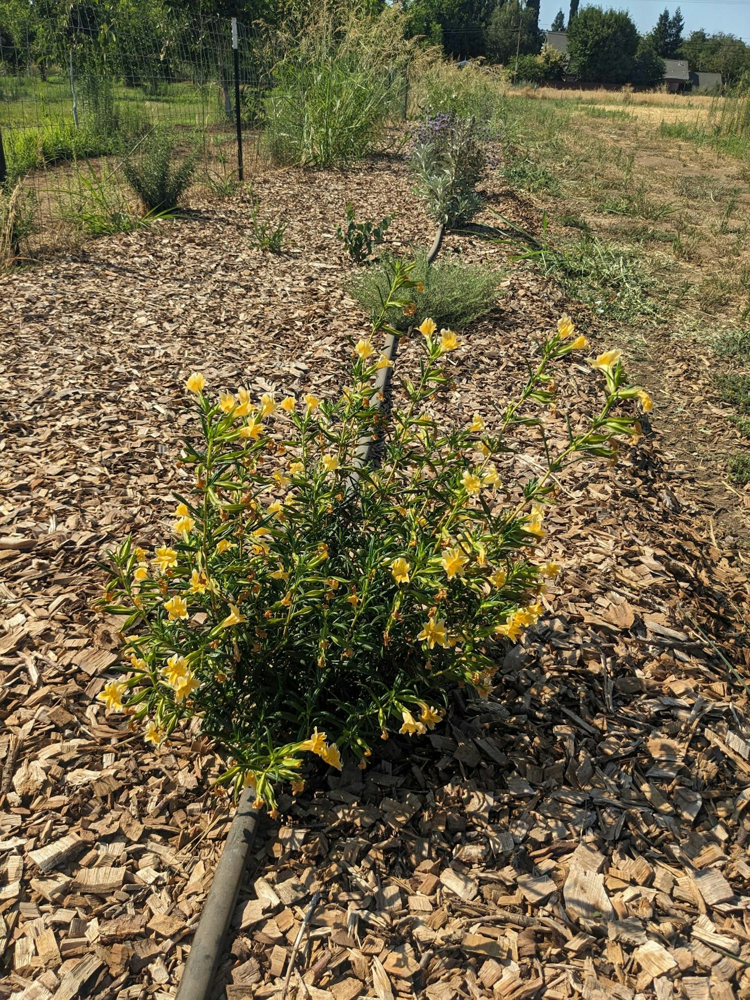 Yellow flowers in a mulched garden area with other plants and a field in the background.