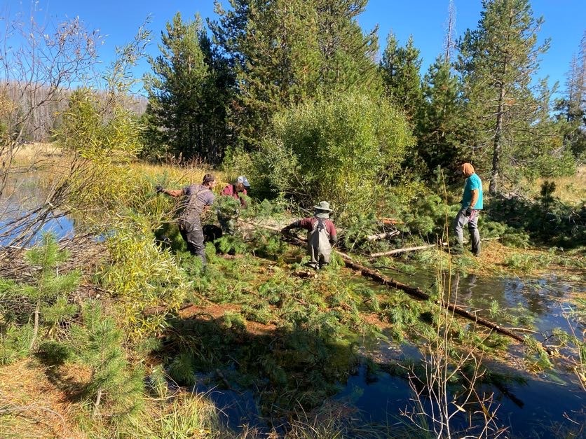People clearing debris and branches near a pond in a forested area.