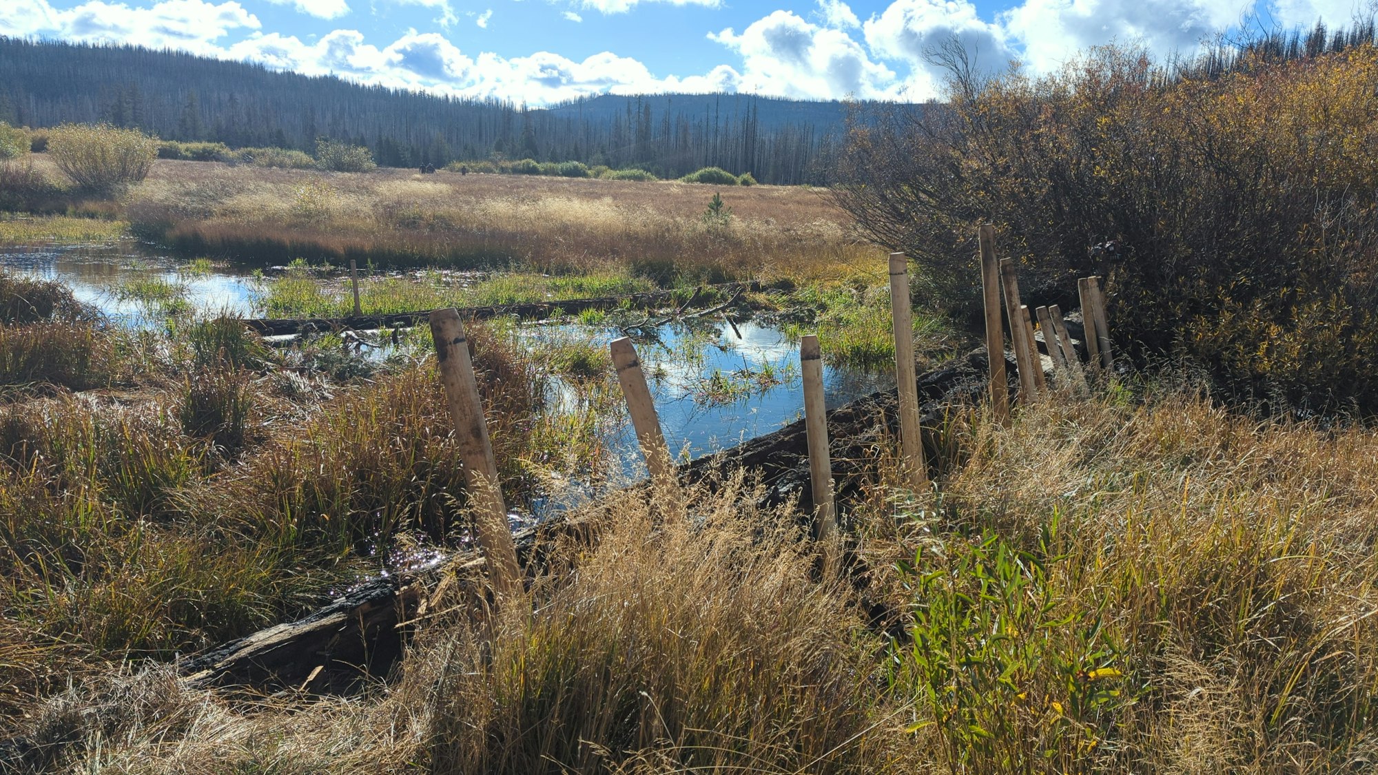 Wetlands with tall grass and wooden posts, a forested hill in the background under a bright blue sky with clouds.