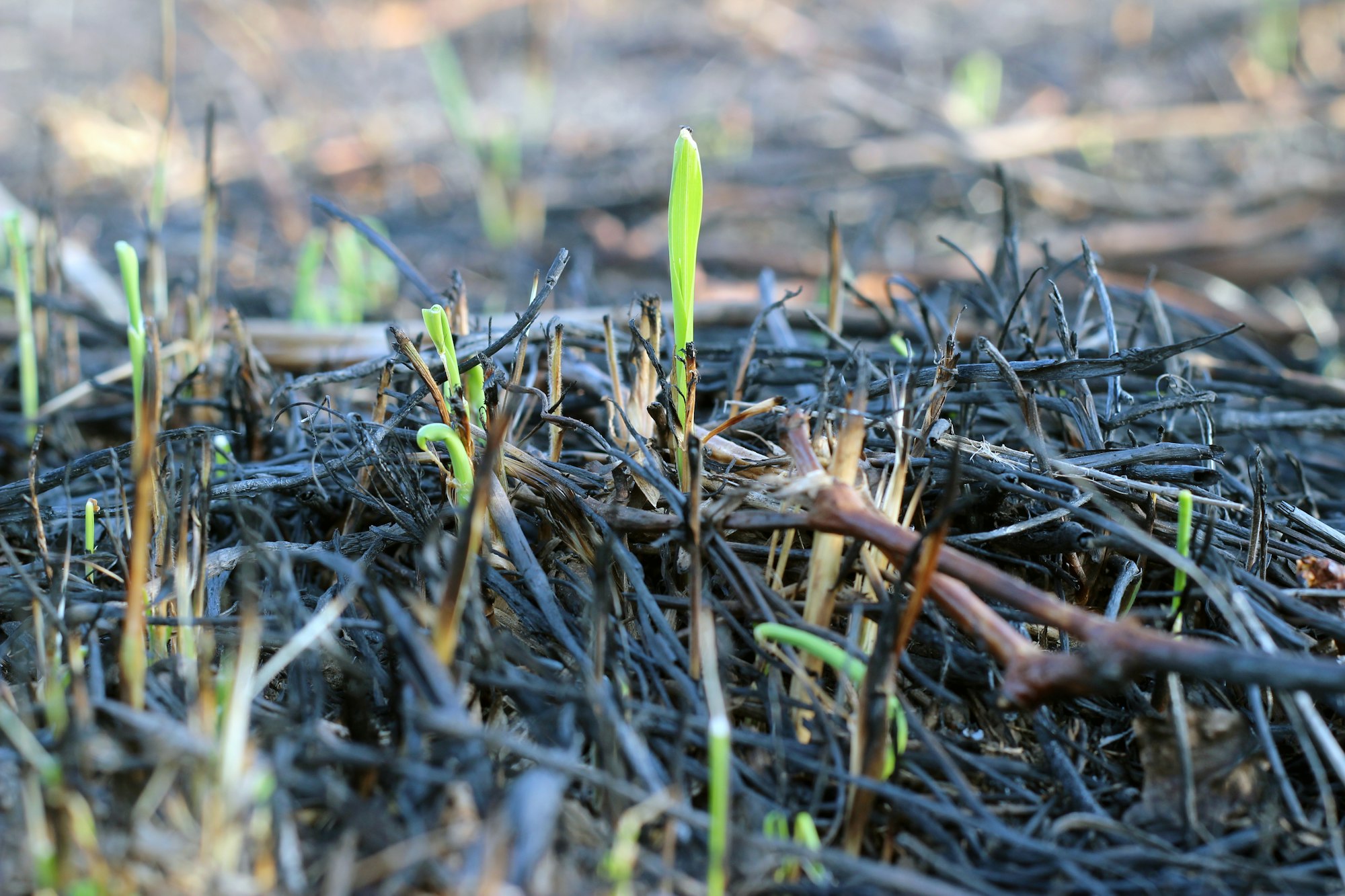 New green shoots emerging from a bed of blackened debris, indicating regrowth after a fire.
