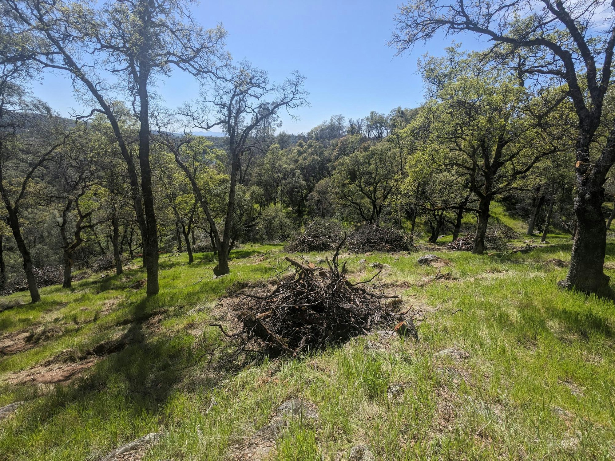 A sunlit forested area with scattered trees, green grass, and piles of branches under a clear blue sky.