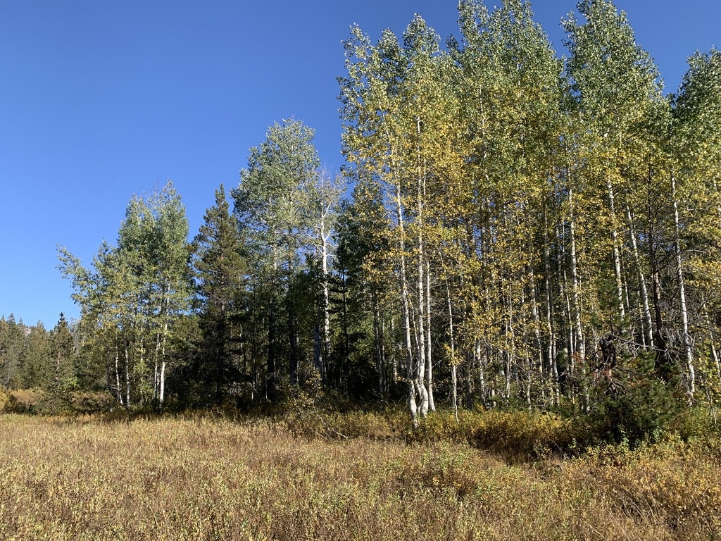A meadow with tall trees under a clear blue sky.