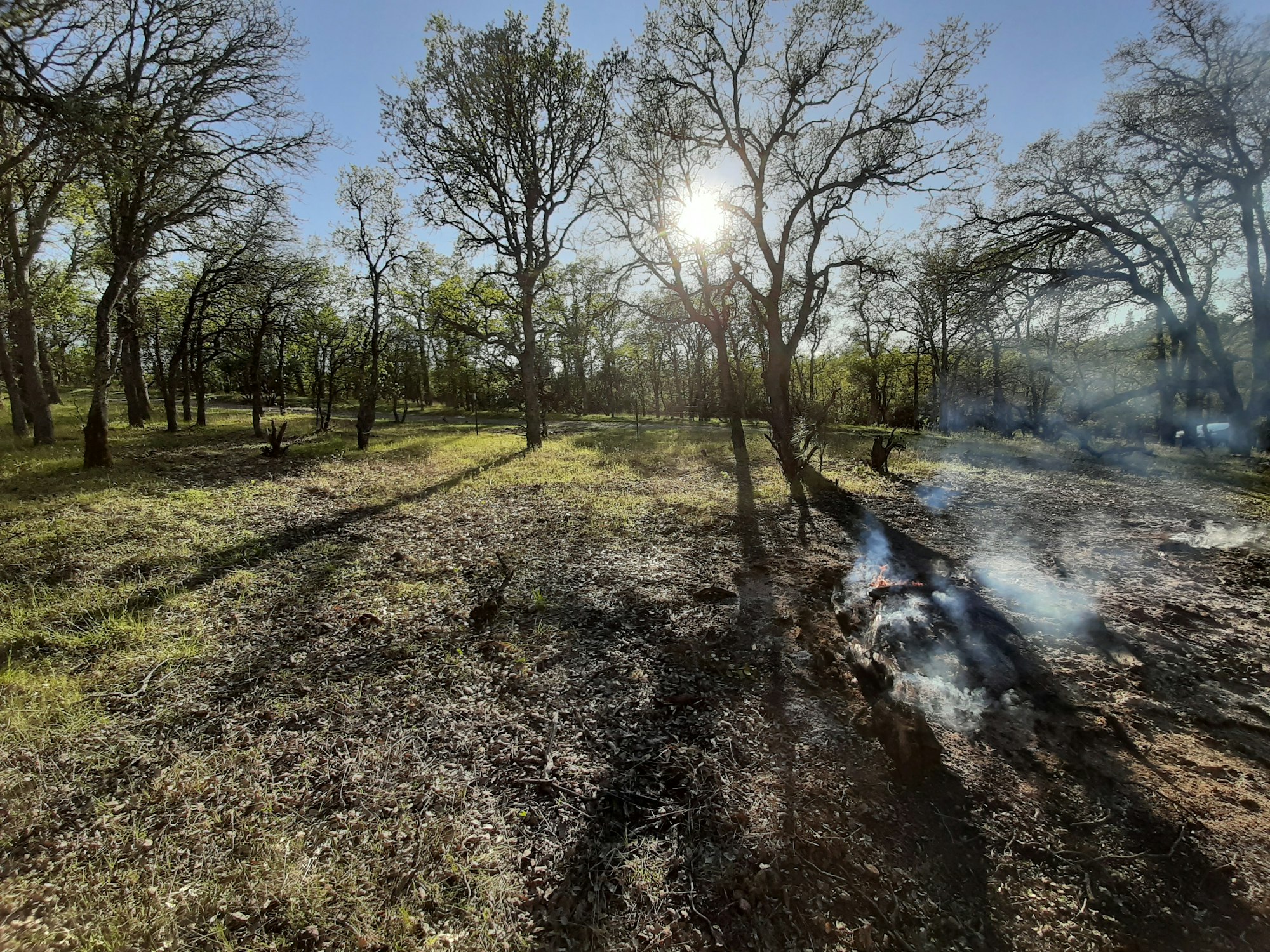 Gentle smoke rises from very low flame creeping through an open blue oak woodland.