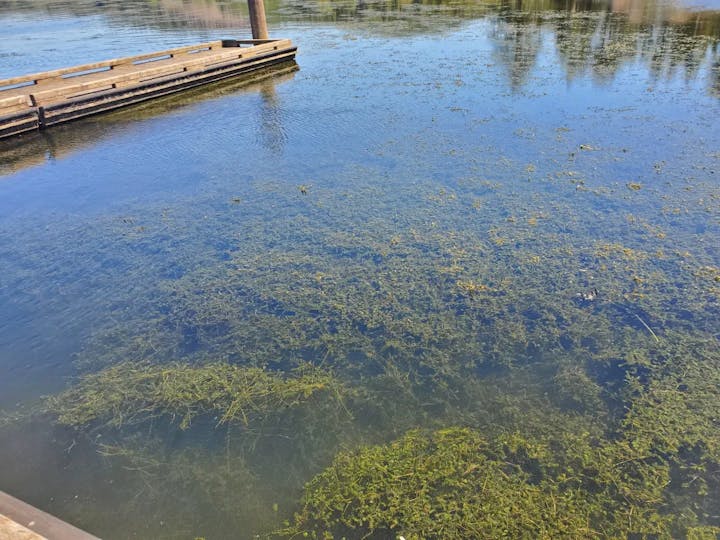 A lake surface with aquatic plants and a wooden dock nearby.