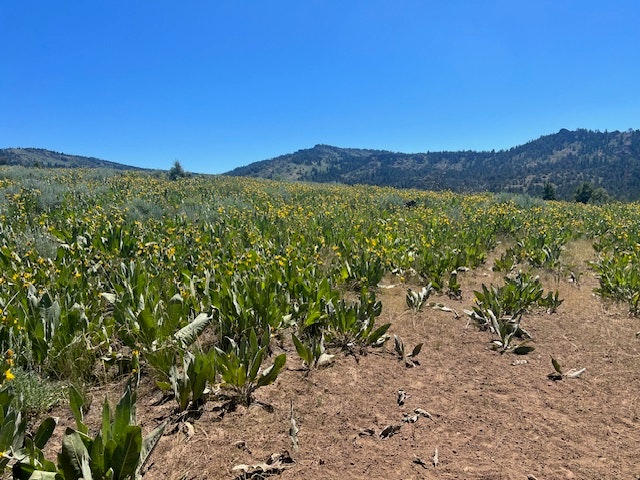 A field of yellow wildflowers with a clear sky and a hill in the background.
