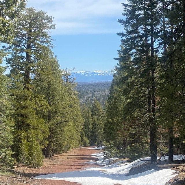 A forest trail with patches of snow, pine trees, and distant snow-capped mountains under a blue sky.