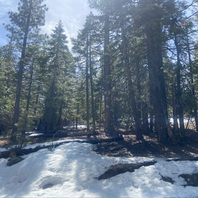 A snowy forest with tall trees and sunlight filtering through.