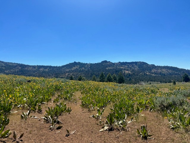 A field of wildflowers with a mountain backdrop under a clear blue sky.