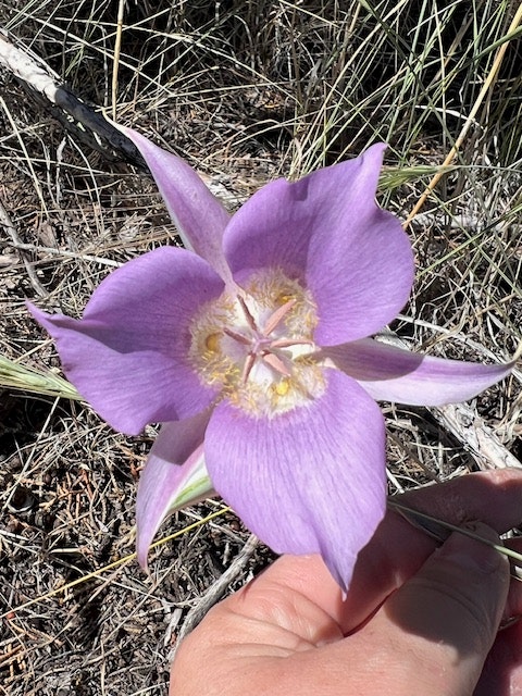 A purple flower with six petals, prominent stamens, and someone's hand partially in frame.