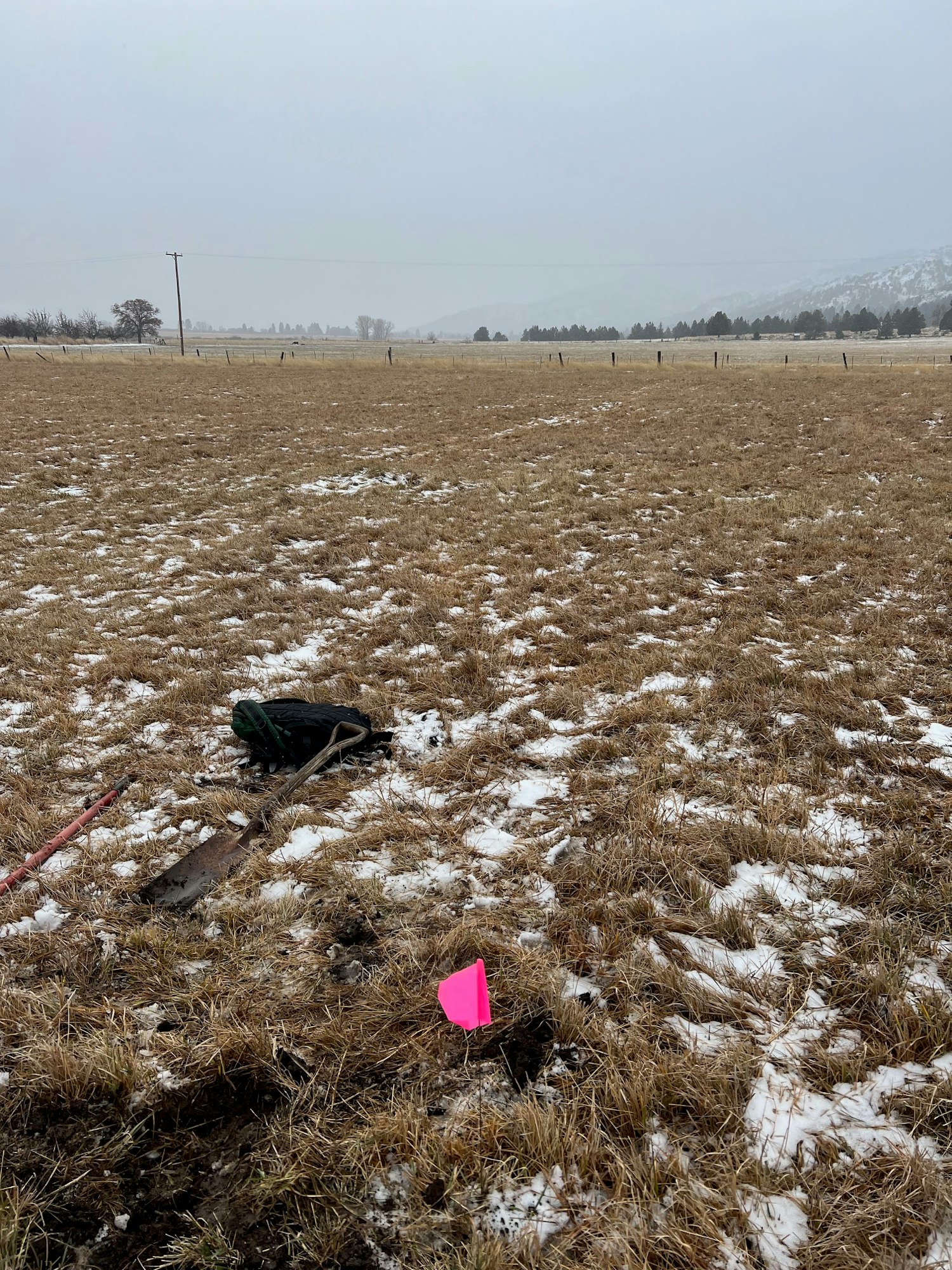 A snowy field with sparse grass, a pink flag, and a shovel in the ground. (Image is rotated 90 degrees to the right.)