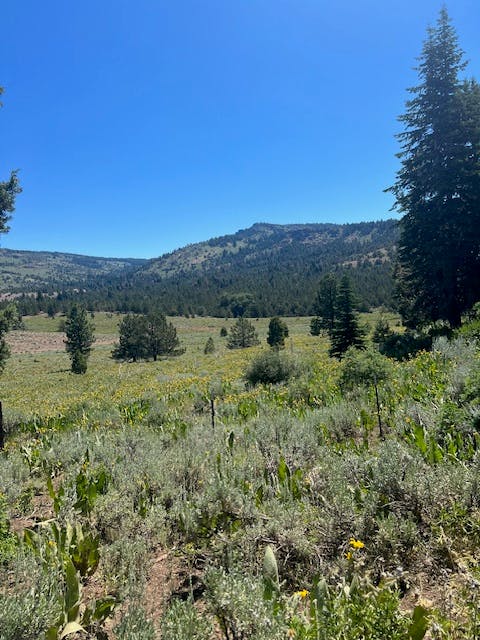 A lush green landscape with trees and a clear blue sky. (Note: The image is rotated 90 degrees to the right.)