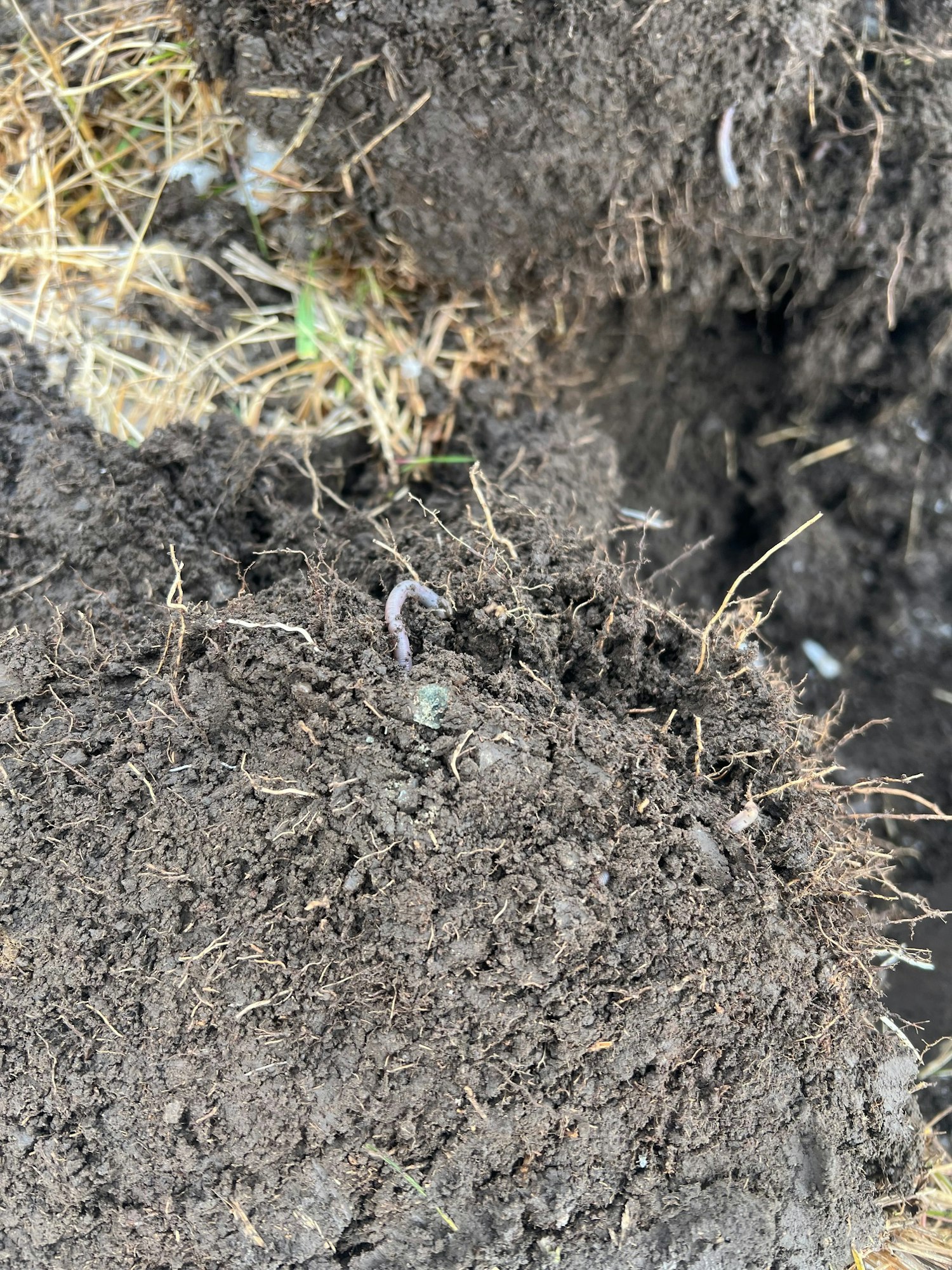 Freshly dug soil with visible earthworms.