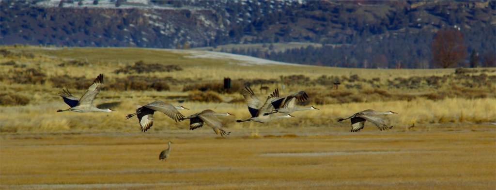 May contain: animal, bird, flying, field, grassland, nature, and outdoors