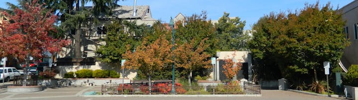 May contain: plant, tree, and urban