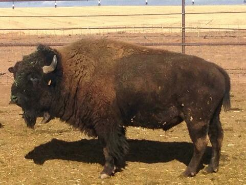 May contain: animal, buffalo, mammal, wildlife, pig, and bison