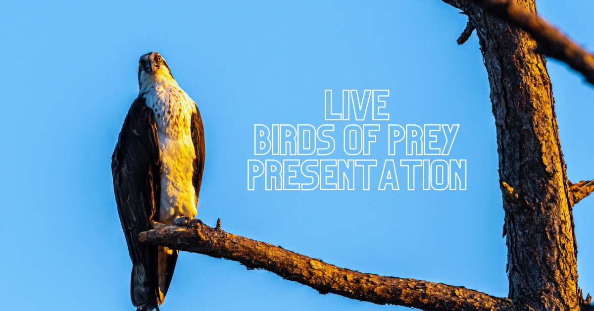 A bird of prey on a branch with the text "LIVE BIRDS OF PREY PRESENTATION" against a blue sky.