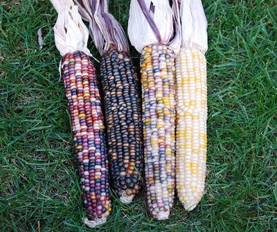 May contain: corn, food, grain, plant, produce, accessories, bag, and handbag