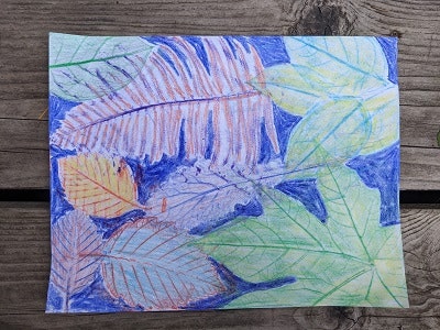 May contain: leaf and plant