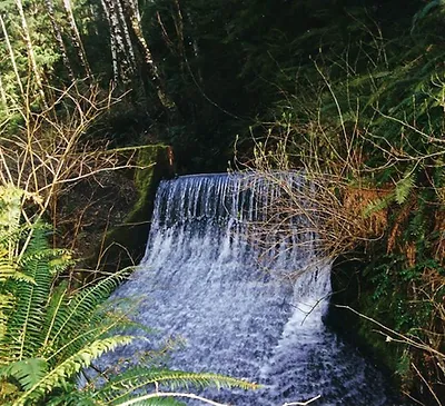 A small waterfall amidst lush green foliage.