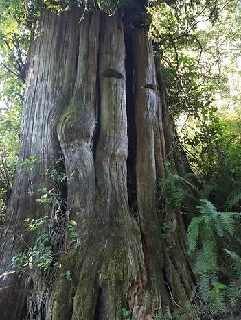 A large tree trunk with textured bark, surrounded by ferns and underbrush in a forested area.