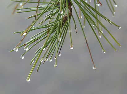 Pine needles with water droplets.