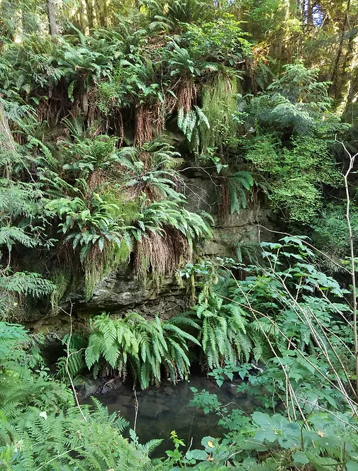 Lush ferns and greenery draping a rocky cliff above a tranquil stream in a forested area.