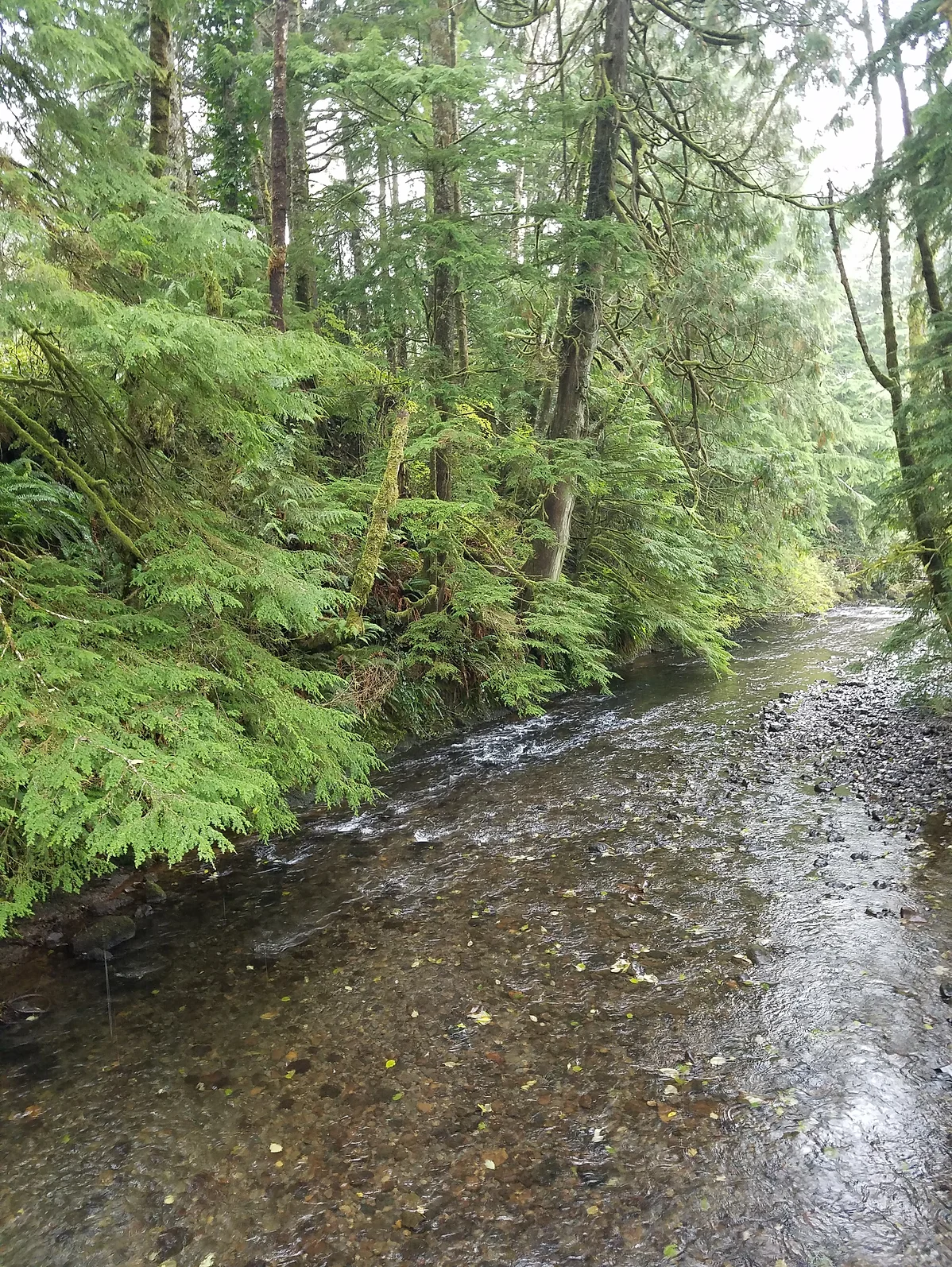 A serene forest stream with lush greenery and pebbled banks.