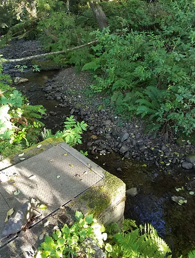A stream meandering through a forest, with rocks and lush greenery, viewed from a ledge.
