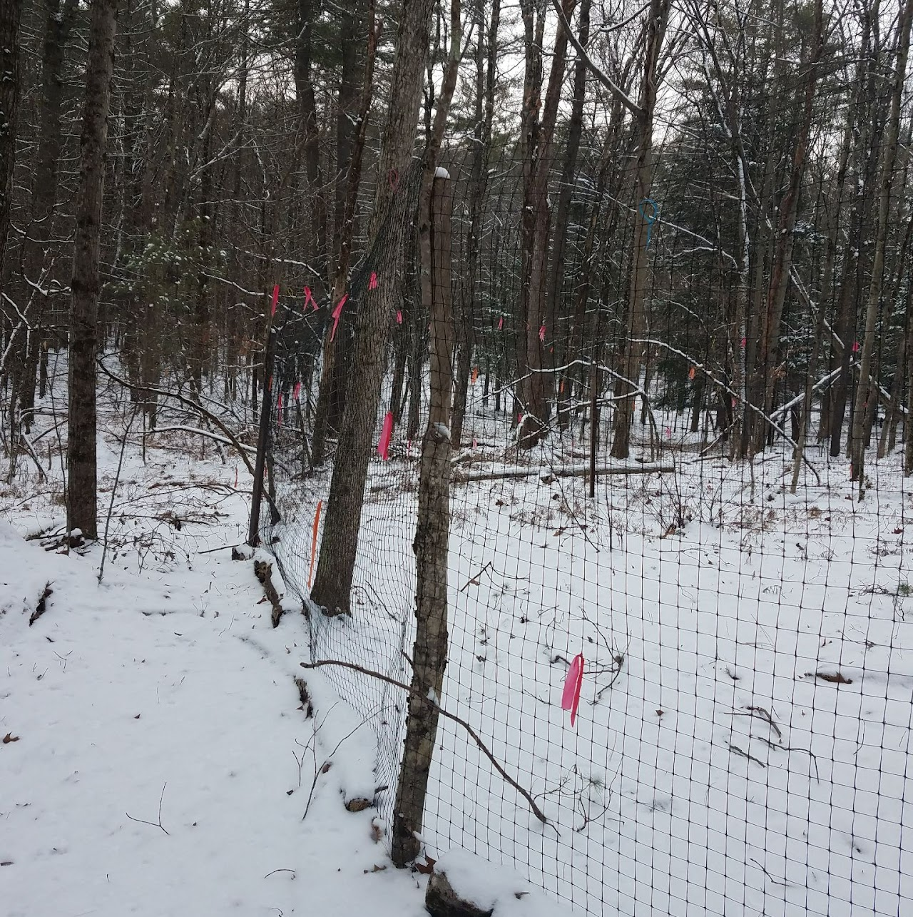 A snow-covered forest with a wire fence and colorful ribbons tied to trees.