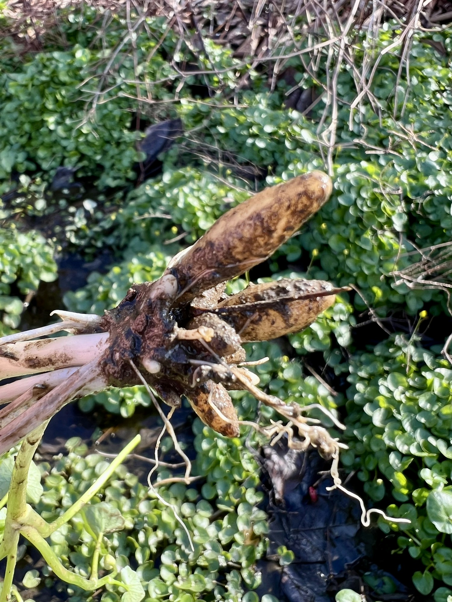 A plant rhizome with roots and shoots, surrounded by green foliage.