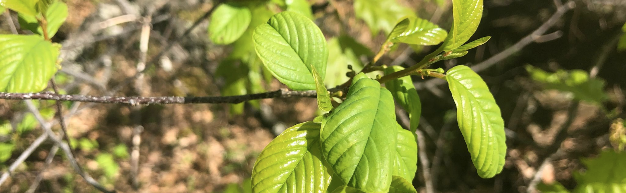 Green leaves on a thin branch, backlit by sunlight, with a natural blurred background.