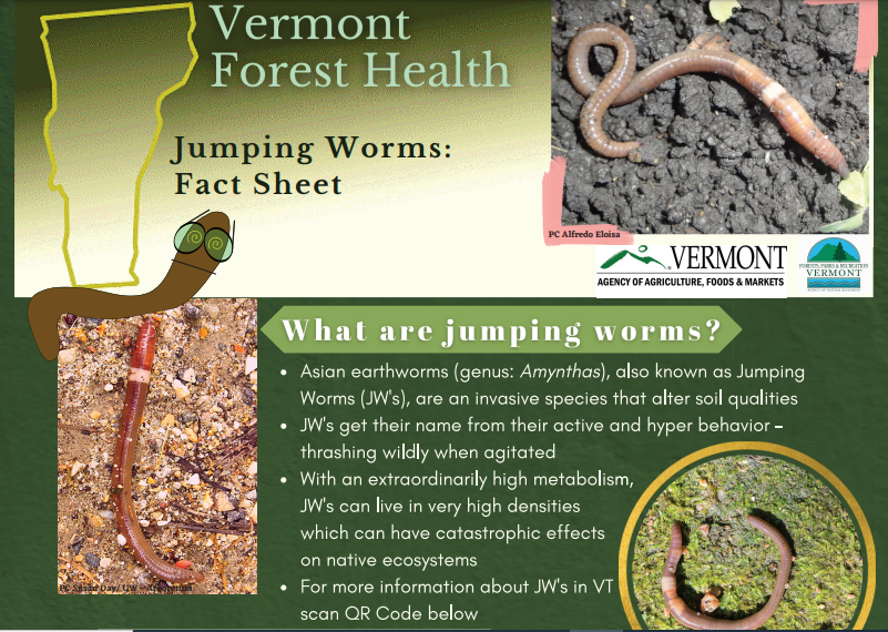 An educational poster about Vermont Forest Health and jumping worms, with images of worms and a QR code for more information.