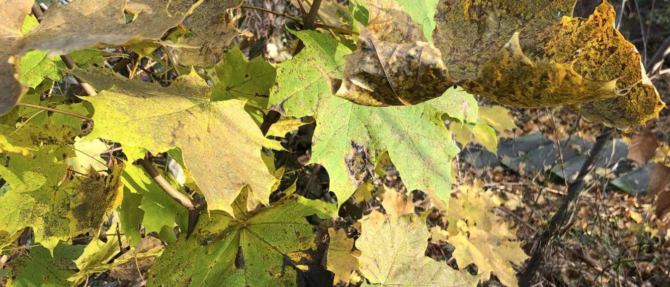 Sunlight filters through yellowing leaves, hinting at the transition to autumn.