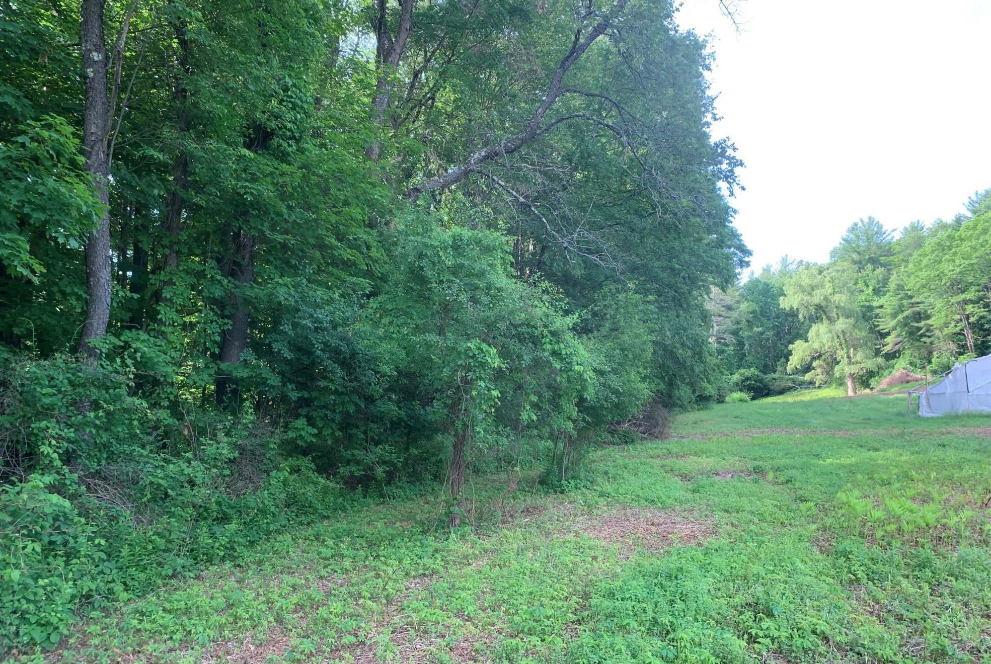 A grassy clearing surrounded by lush green trees under a clear sky.