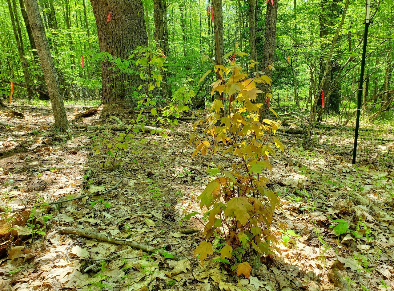 A young tree sprouting among fallen leaves in a sun-dappled forest with trees marked by red flags.