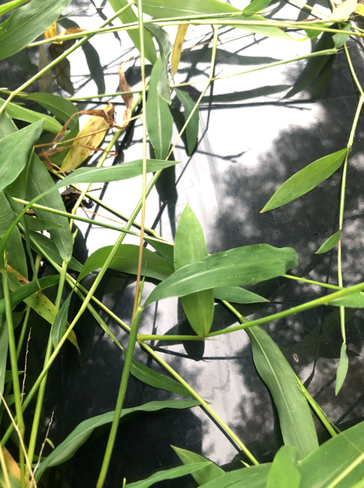 Green bamboo leaves over a reflective black surface with sunlight casting shadows.